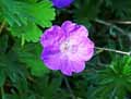 Geranium sanguineum