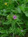 Geranium sanguineum