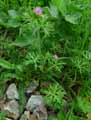 Geranium sanguineum