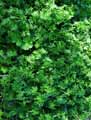 Geranium sanguineum