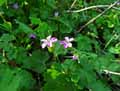 Geranium sylvaticum