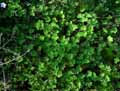 Geranium sylvaticum