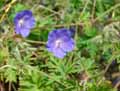 Geranium x magnificum Rosemoore