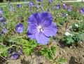 Geranium x magnificum Rosemoore