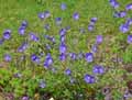 Geranium x magnificum Rosemoore