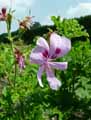 Pelargonium Lemon Fancy