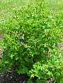 Pelargonium Lemon Fancy