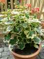 Pelargonium Mrs Pollock