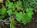 Geraniaceae-Pelargonium-appendiculatum-Pelargonium.jpg