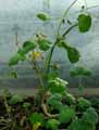 Geraniaceae-Pelargonium-echinatum-Pelargonium-a-aiguillons.jpg