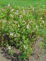 Pelargonium panduriforme
