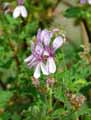 Pelargonium panduriforme
