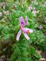 Pelargonium pseudoglutinosum