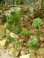 Pelargonium radens