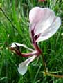 Pelargonium tetragonum