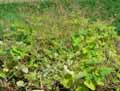 Pelargonium tomentosum