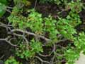 Pelargonium xerophyton
