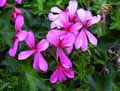 Pelargonium zonale