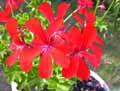 Pelargonium zonale