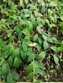 Aeschynanthus marmoratus