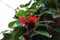 Aeschynanthus radicans