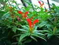 Aeschynanthus speciosus