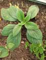 Gesneriaceae-Chirita-Aiko-Chirita.jpg