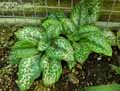 Gesneriaceae-Chirita-sinensis-hisako-Chirita.jpg