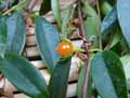 Codonanthe gracilis