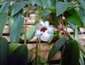 Gesneriaceae-Codonanthe-gracilis-Codonanthe.jpg