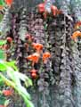 Columnea gloriosa