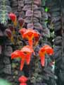 Columnea gloriosa