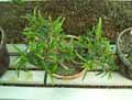 Gesneriaceae-Columnea-linearis-Columnea.jpg