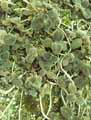 Gesneriaceae-Episcia-cupreata-Episcia.jpg