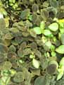 Gesneriaceae-Episcia-polo-Episcia.jpg
