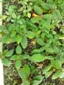 Gesneriaceae-Episcia-punctata-Episcia.jpg