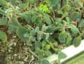 Gesneria prasinata