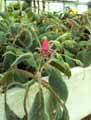 Gesneriaceae-Gesneria-prasinata-Gesneria.jpg