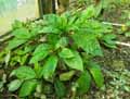 Gesneriaceae-Gesneria-ventricosa-Gesneria.jpg