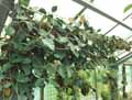 Gesneriaceae-Hoya-ischnopus-Hoya.jpg