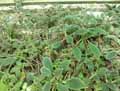 Kohleria digitaliflora