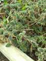 Kohleria digitaliflora