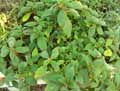 Kohleria eriantha