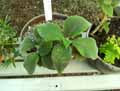 Kohleria eriantha