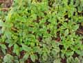 Kohleria eriantha