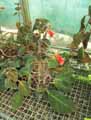 Kohleria strigosa
