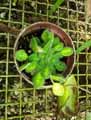 Petrocosmea rosettifolia