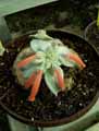 Rechsteineria leucotricha, Sinningia leucotricha, Rechsteineria canescens, Sinningia canescens