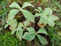 Rechsteineria leucotricha, Sinningia leucotricha, Rechsteineria canescens, Sinningia canescens