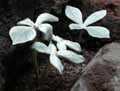 Rechsteineria leucotricha, Sinningia leucotricha, Rechsteineria canescens, Sinningia canescens